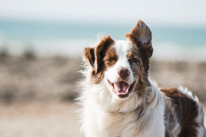 Active dog wearing GPS tracker collar attachment on outdoor hiking trail adventure