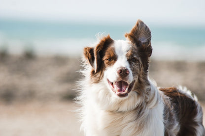Active dog wearing GPS tracker collar attachment on outdoor hiking trail adventure